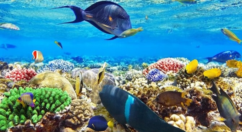 Tour Sharm Snorkeling Day trip from Hurghada with Lunch Egypt — #17