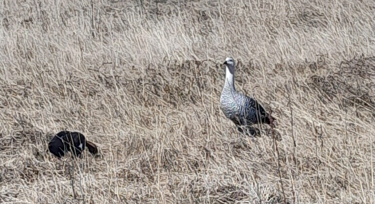 Ushuaia Encerrada Bay Tour, along walkways, viewpoints and trails Argentina — #16