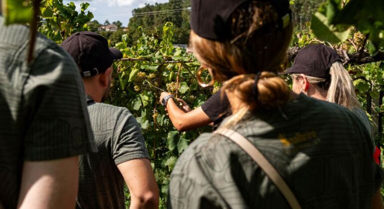 Rota do vinho verde - Tour Privado com Visita a Duas Adegas e Almoço Portugal — #16