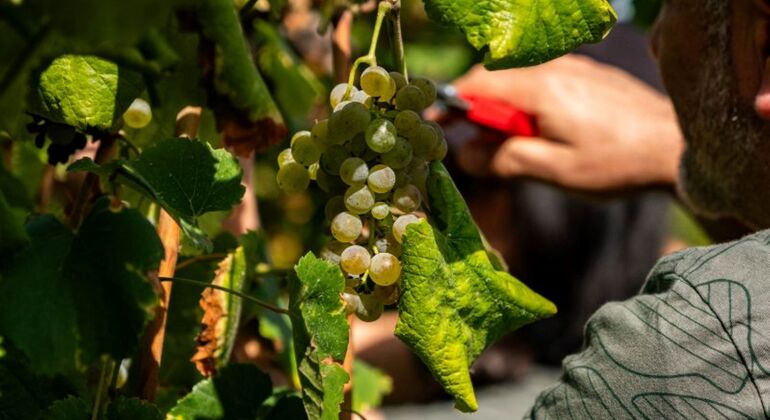 Rota do vinho verde - Tour Privado com Visita a Duas Adegas e Almoço Portugal — #17