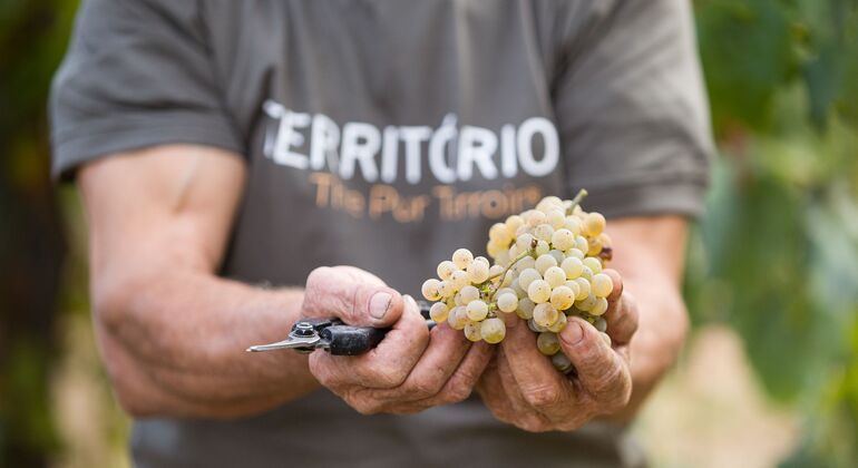 Rota do vinho verde - Tour Privado com Visita a Duas Adegas e Almoço Portugal — #21