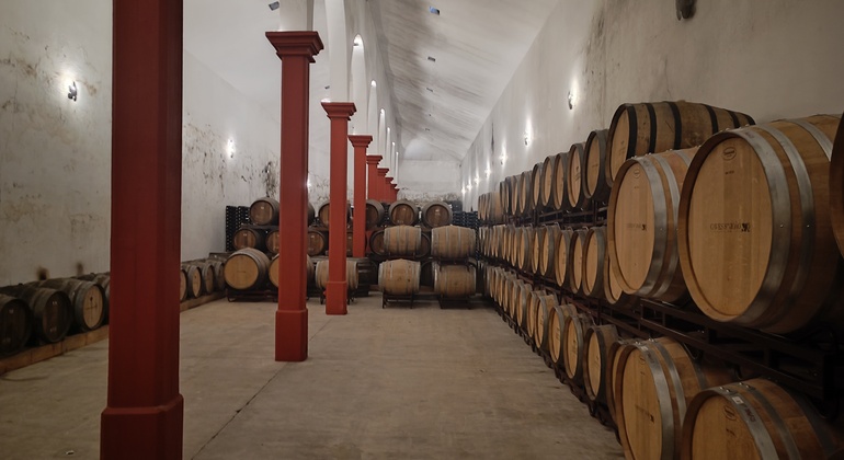 Private Tour durch Bairrada mit Besuch von zwei Weingütern mit Verkostung Portugal — #7