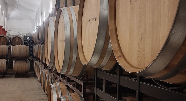 Private Tour durch Bairrada mit Besuch von zwei Weingütern mit Verkostung Portugal — #8