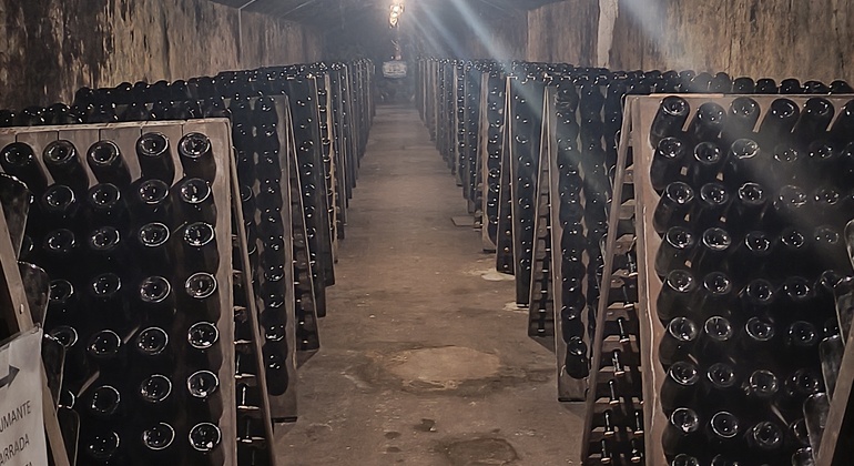 Private Tour durch Bairrada mit Besuch von zwei Weingütern mit Verkostung Portugal — #15