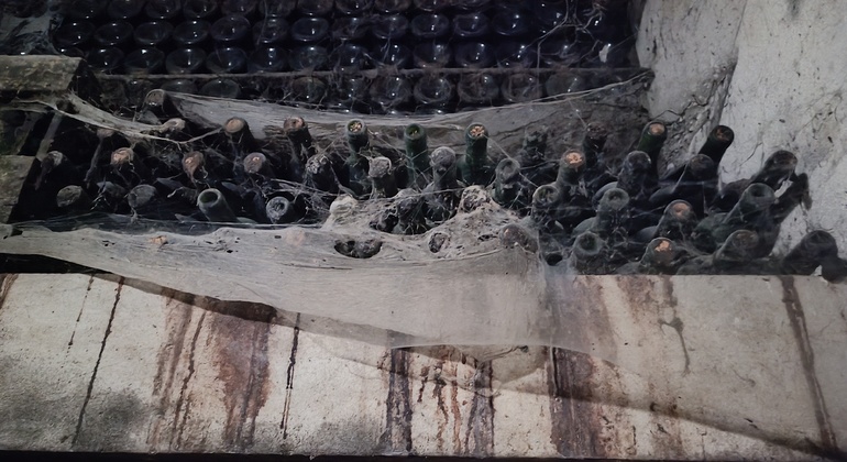 Private Tour durch Bairrada mit Besuch von zwei Weingütern mit Verkostung Portugal — #20