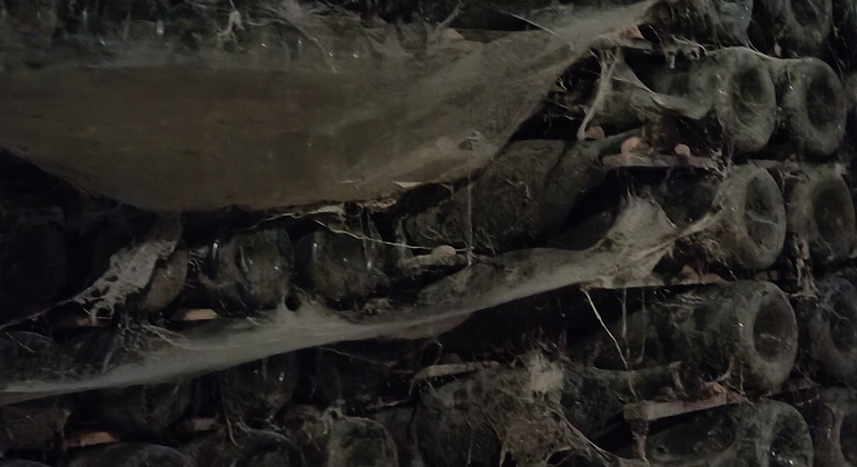 Private Tour durch Bairrada mit Besuch von zwei Weingütern mit Verkostung Portugal — #21