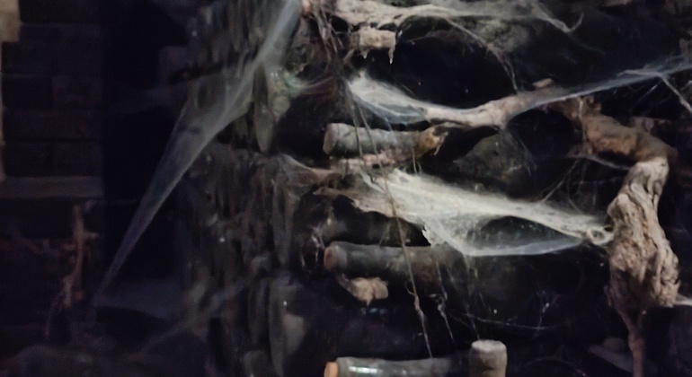 Private Tour durch Bairrada mit Besuch von zwei Weingütern mit Verkostung Portugal — #22