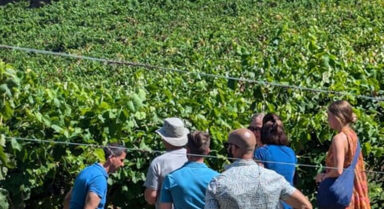 Private Tour durch das Douro-Tal mit Mittagessen, zwei Weinkellereien und Kreuzfahrt Portugal — #2