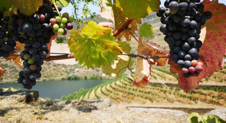Private Tour durch das Douro-Tal mit Mittagessen, zwei Weinkellereien und Kreuzfahrt Portugal — #3
