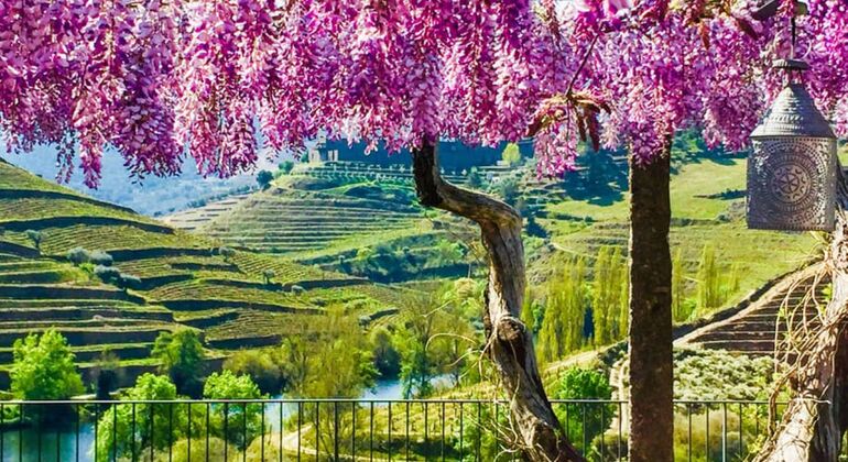 Private Tour durch das Douro-Tal mit Mittagessen, zwei Weinkellereien und Kreuzfahrt Portugal — #9