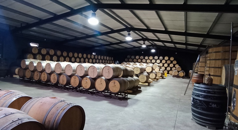 Private Tour durch das Douro-Tal mit Mittagessen, zwei Weinkellereien und Kreuzfahrt Portugal — #15