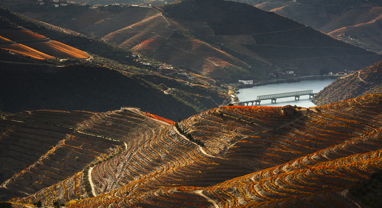 Tour Privado ao Vale do Douro com Almoço, duas Adegas e Cruzeiro Organizado por Charming Tours