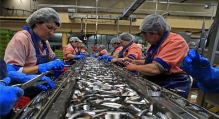 Typical Lunch at the Market Tour: Visit to the Canning Factory Portugal — #12
