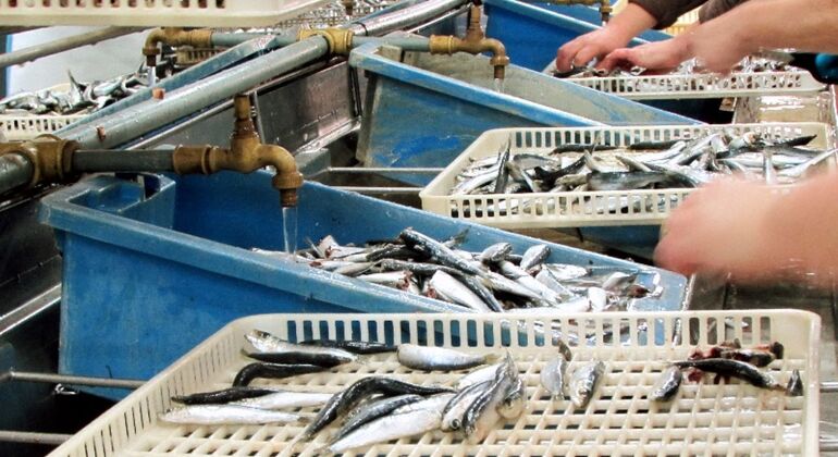 Typical Lunch at the Market Tour: Visit to the Canning Factory Portugal — #14