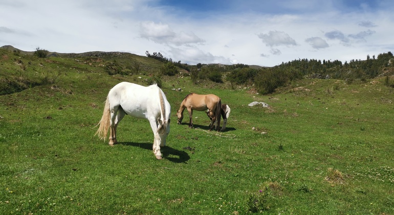 Reiten auf den Spuren der Vorfahren in Cusco: Tempel der Inkas Peru — #11