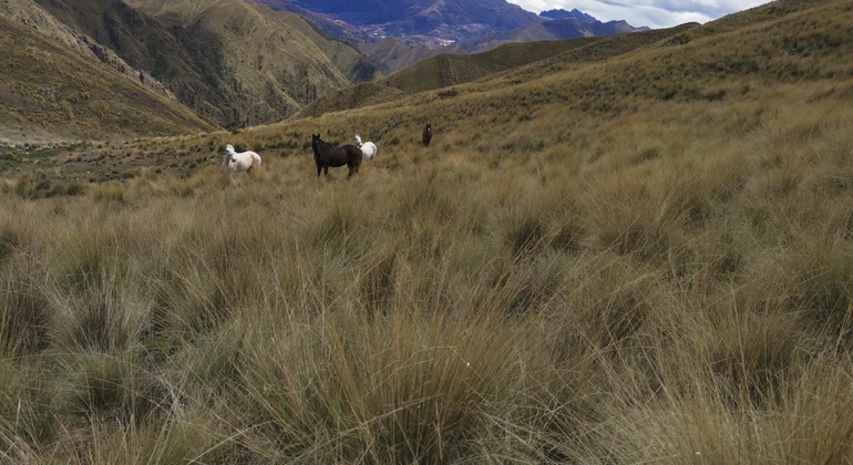 Reiten auf den Spuren der Vorfahren in Cusco: Tempel der Inkas Peru — #14