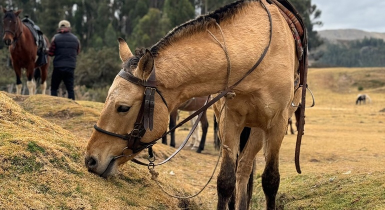 Reiten auf den Spuren der Vorfahren in Cusco: Tempel der Inkas Peru — #30