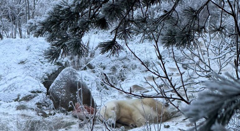 laavus-auroras-and-lots-of-nature-es-3