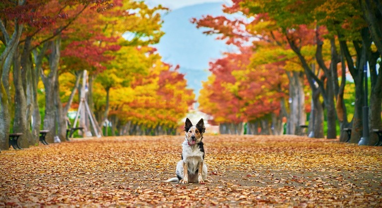 From Ueno’s Mystic Temples to Akihabara’s Neon:  A Tale of Two Tokyos Japan &mdash; #4