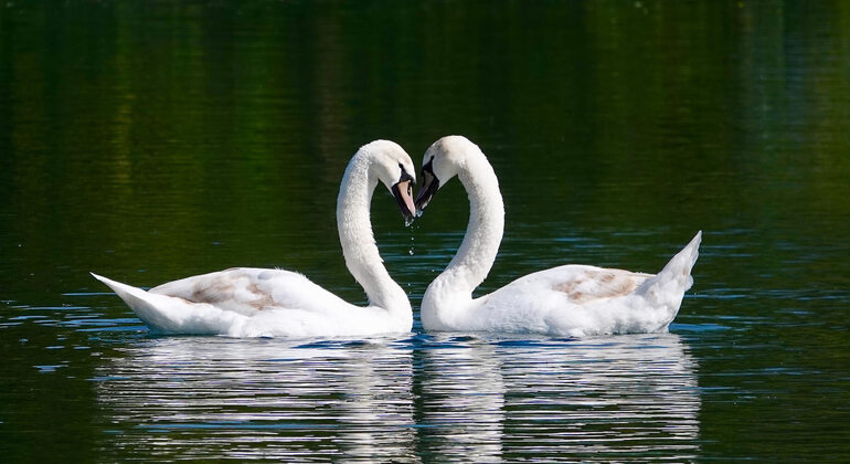 Audio Guide App: Bruges City Walk Belgium — #5