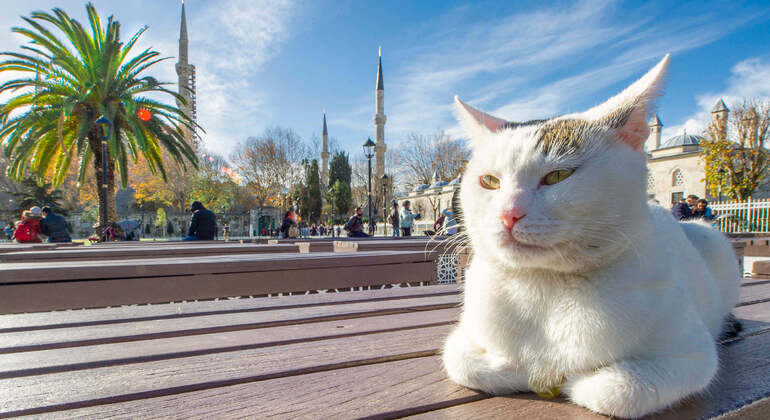 Audioguía App: Estambul City Walk Turquía — #5