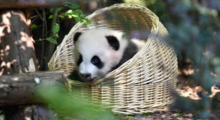 Tour giornaliero in autobus del parco dei panda di Chengdu con biglietti Cina &mdash; #3