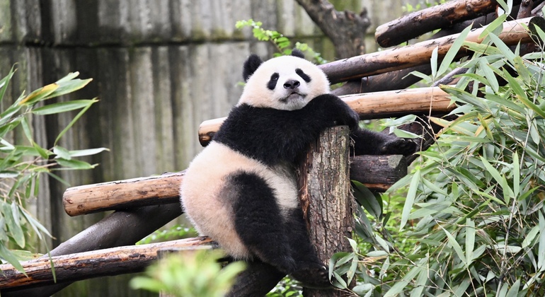Tour giornaliero in autobus del parco dei panda di Chengdu con biglietti Cina &mdash; #5