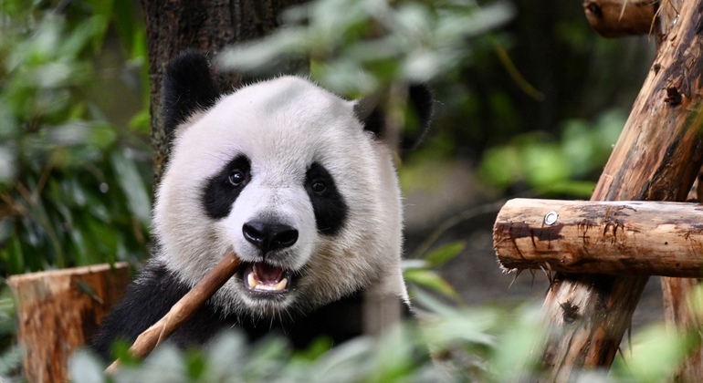 Tour giornaliero in autobus del parco dei panda di Chengdu con biglietti Cina &mdash; #6