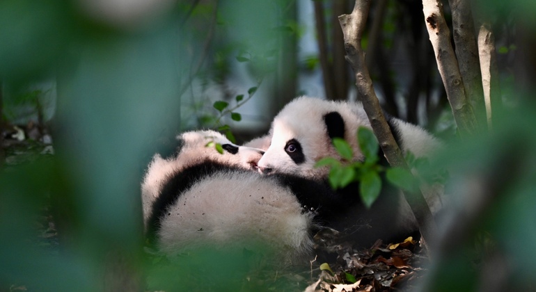 Tour giornaliero in autobus del parco dei panda di Chengdu con biglietti Cina &mdash; #8