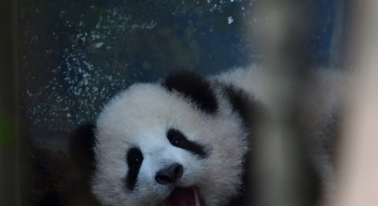 Tour giornaliero in autobus del parco dei panda di Chengdu con biglietti Cina &mdash; #9