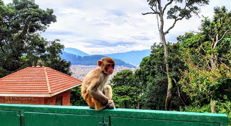 Temple des singes : Visite à pied de SwayambhuNath Népal — #4
