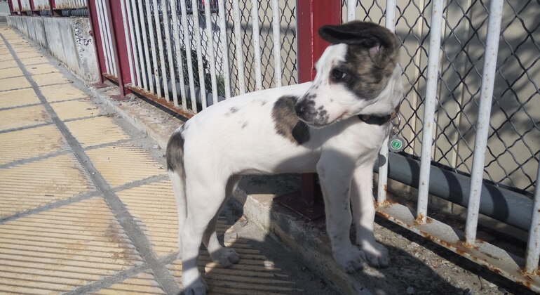 Visite de Thessalonique à la rencontre des animaux errants, Greece
