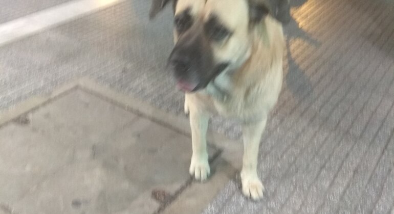 Meet the Stray Animals Tour of Thessaloniki Greece — #2