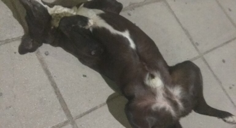 Meet the Stray Animals Tour of Thessaloniki Greece — #3