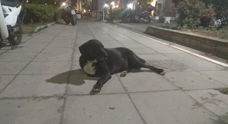 Meet the Stray Animals Tour of Thessaloniki Greece — #4