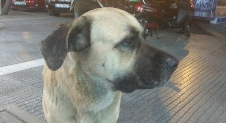 Meet the Stray Animals Tour of Thessaloniki Greece — #5