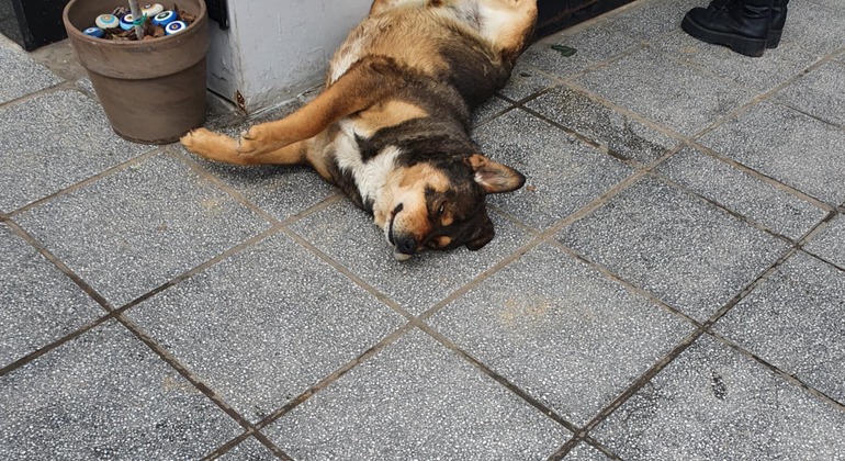 Meet the Stray Animals Tour of Thessaloniki Greece — #6