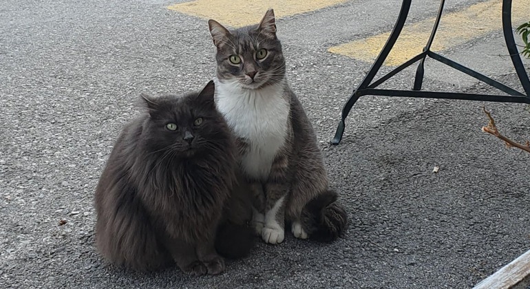 Meet the Stray Animals Tour of Thessaloniki Greece — #10