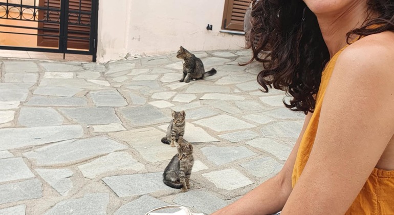 Meet the Stray Animals Tour of Thessaloniki Greece — #11