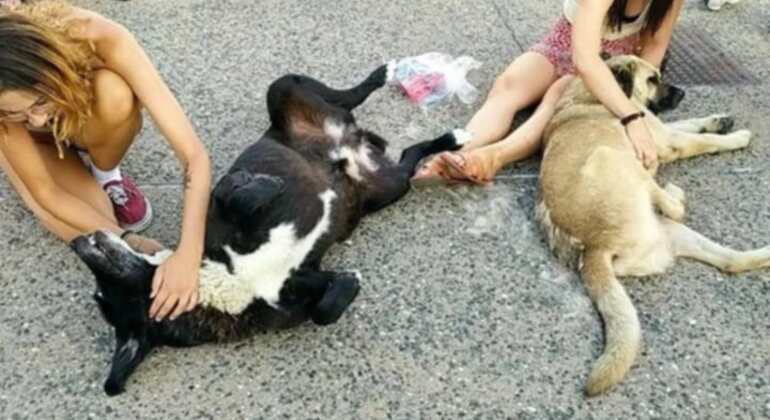 Meet the Stray Animals Tour of Thessaloniki Greece — #12