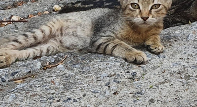 Meet the Stray Animals Tour of Thessaloniki Greece — #13