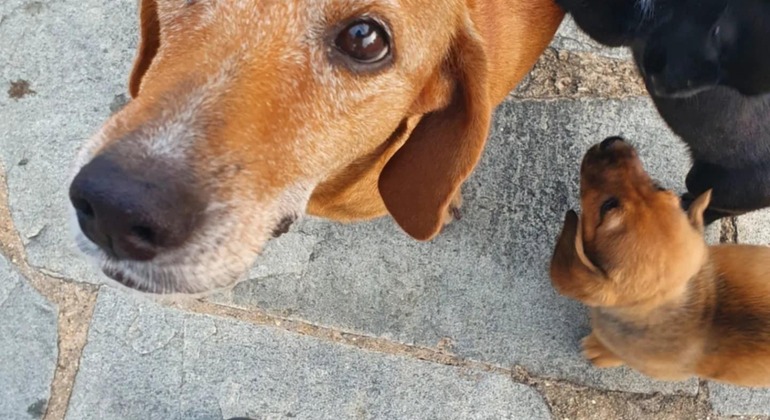 Meet the Stray Animals Tour of Thessaloniki Greece — #14