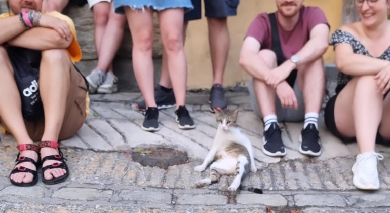 Meet the Stray Animals Tour of Thessaloniki Greece — #18