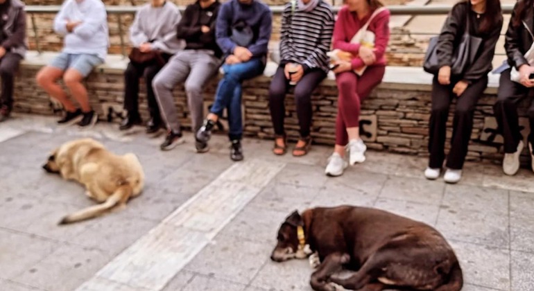 Meet the Stray Animals Tour of Thessaloniki Greece — #21