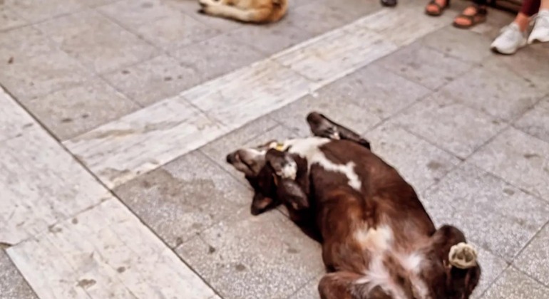 Meet the Stray Animals Tour of Thessaloniki Greece — #22