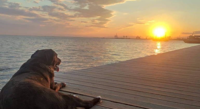 Meet the Stray Animals Tour of Thessaloniki Greece — #23