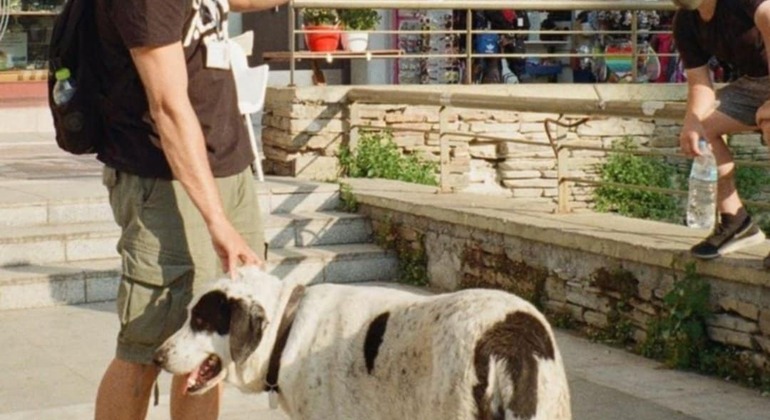 Meet the Stray Animals Tour of Thessaloniki Greece — #25