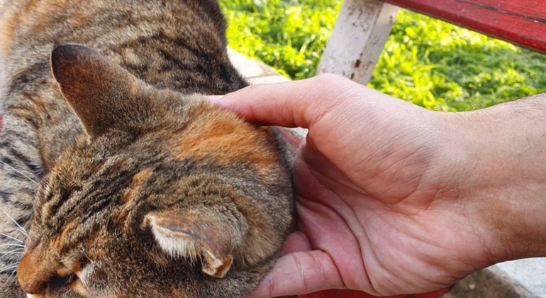 Meet the Stray Animals Tour of Thessaloniki Greece — #26