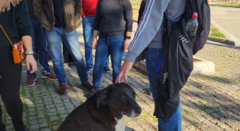 Meet the Stray Animals Tour of Thessaloniki Greece — #27