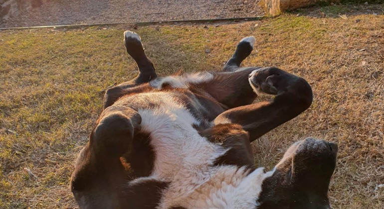 Meet the Stray Animals Tour of Thessaloniki Greece — #28